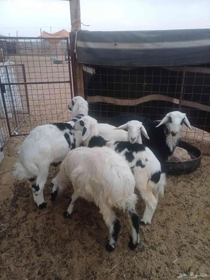 للبيع طليان 4