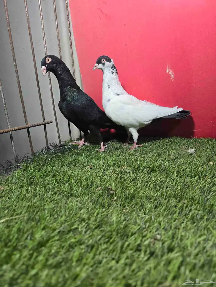 حمام زينه كنق دنش ايراني قلابي 5