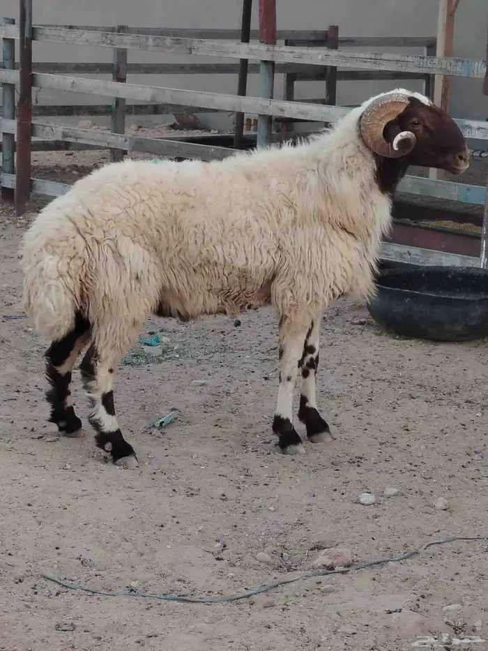 فحل نعيم طيب يقرع قريع طيب له فيديو واضح 0