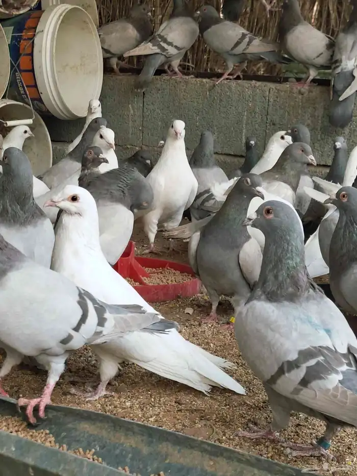 80 جوز فرنسي وسلفر مخلوطه وحجامه سوبر جامبو وشرط مفروز وجاهز 2