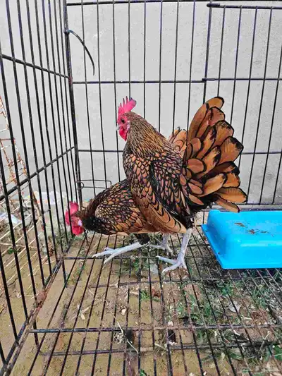 دجاج سبرايت index