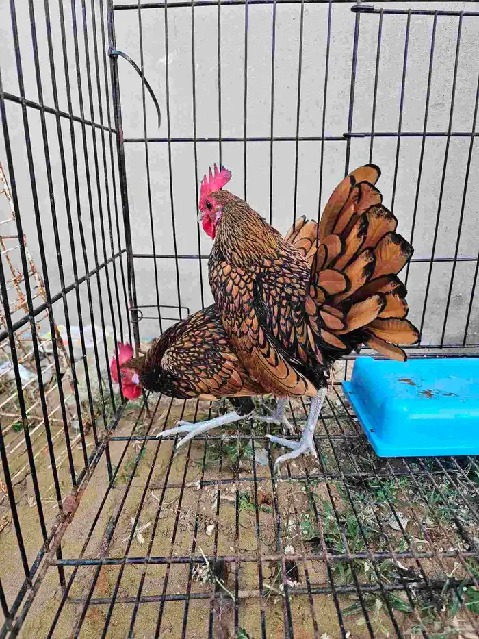 دجاج سبرايت 1