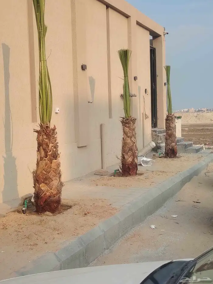 يوجد لدينا نخل عربي وشنطن للبيع 0