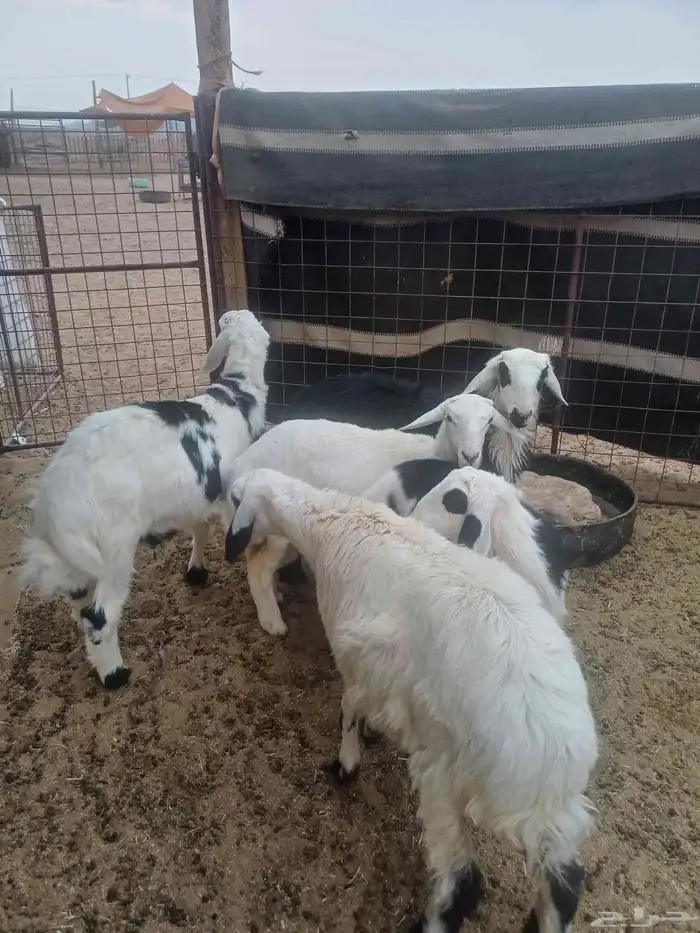 للبيع طليان 3