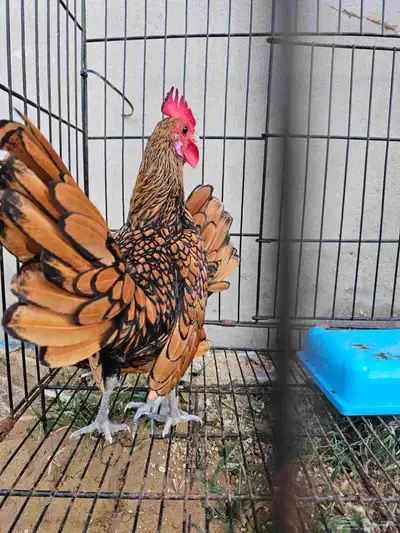 دجاج سبرايت index