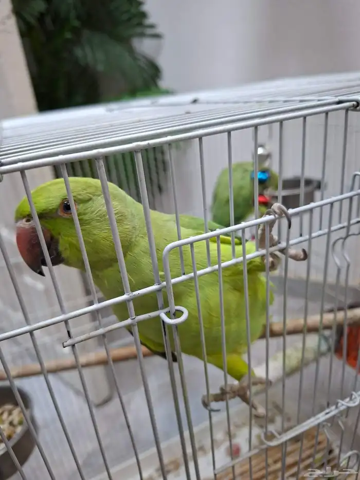 ببغاء الدرة 0