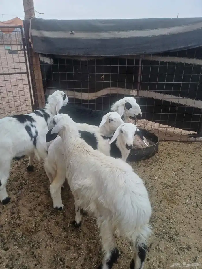 للبيع طليان 2