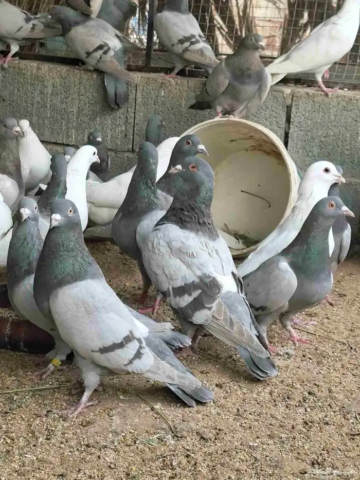 80 جوز فرنسي وسلفر مخلوطه وحجامه سوبر جامبو وشرط مفروز وجاهز 1