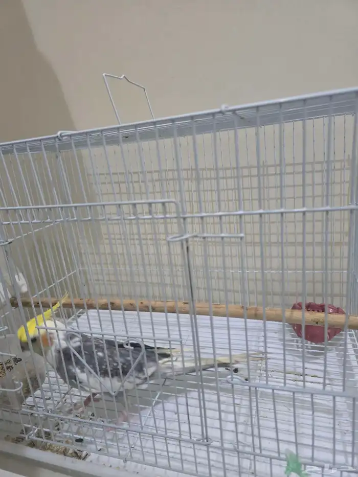 كروان للبيع 0