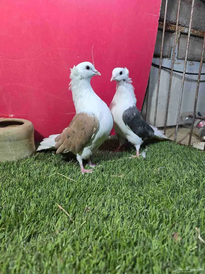 حمام زينه كنق دنش ايراني قلابي 6