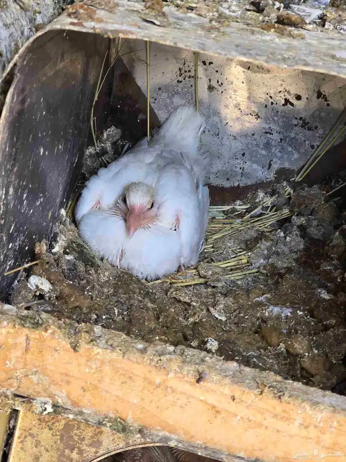 بيع حمام فرنسي 3