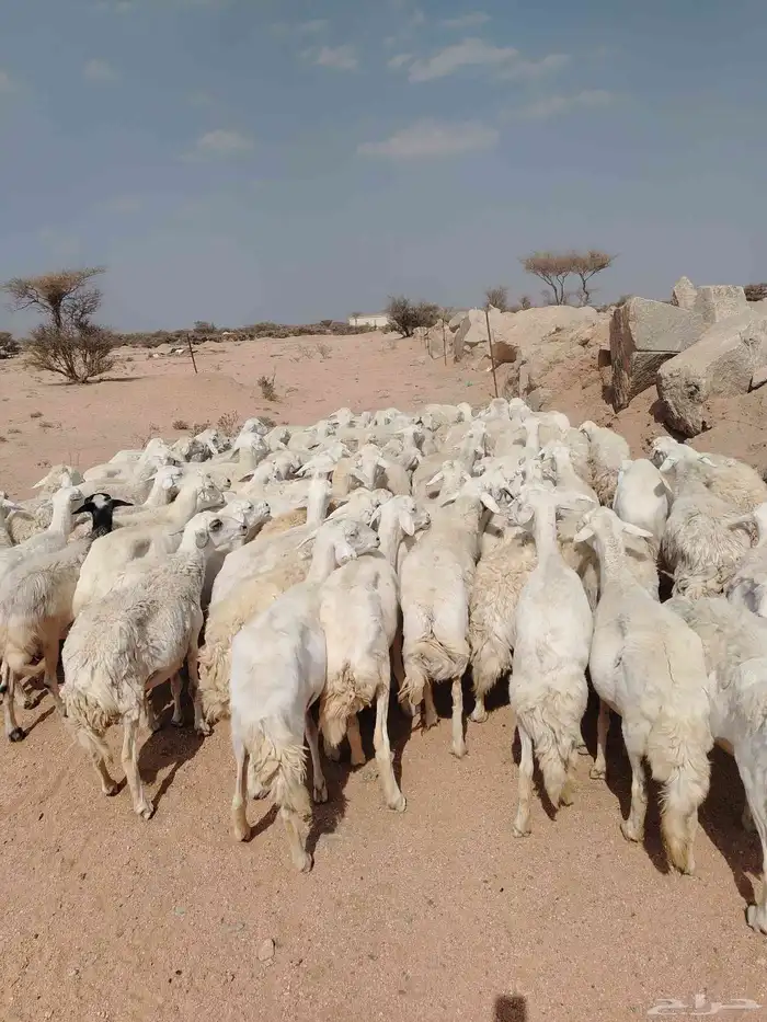 الغنم 5