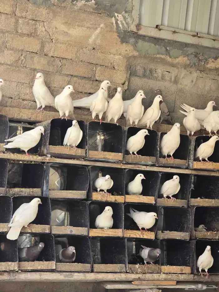 بيع حمام فرنسي 0