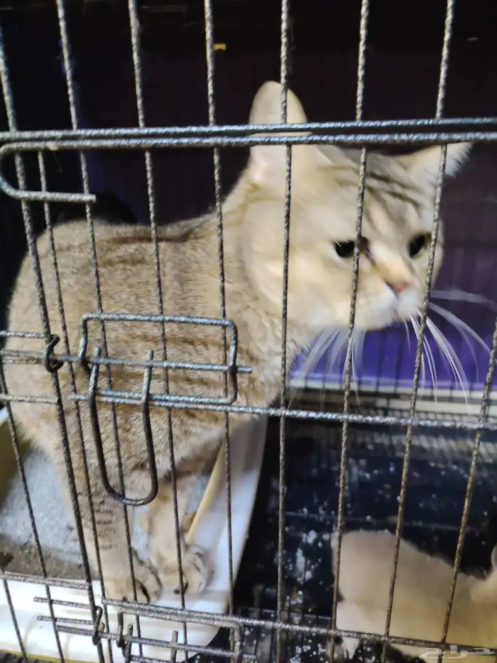 قطه سكوتش مع كتين 2