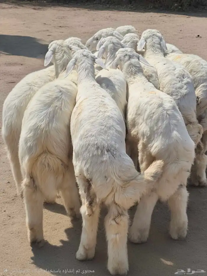 حري سواكني تيوس 1