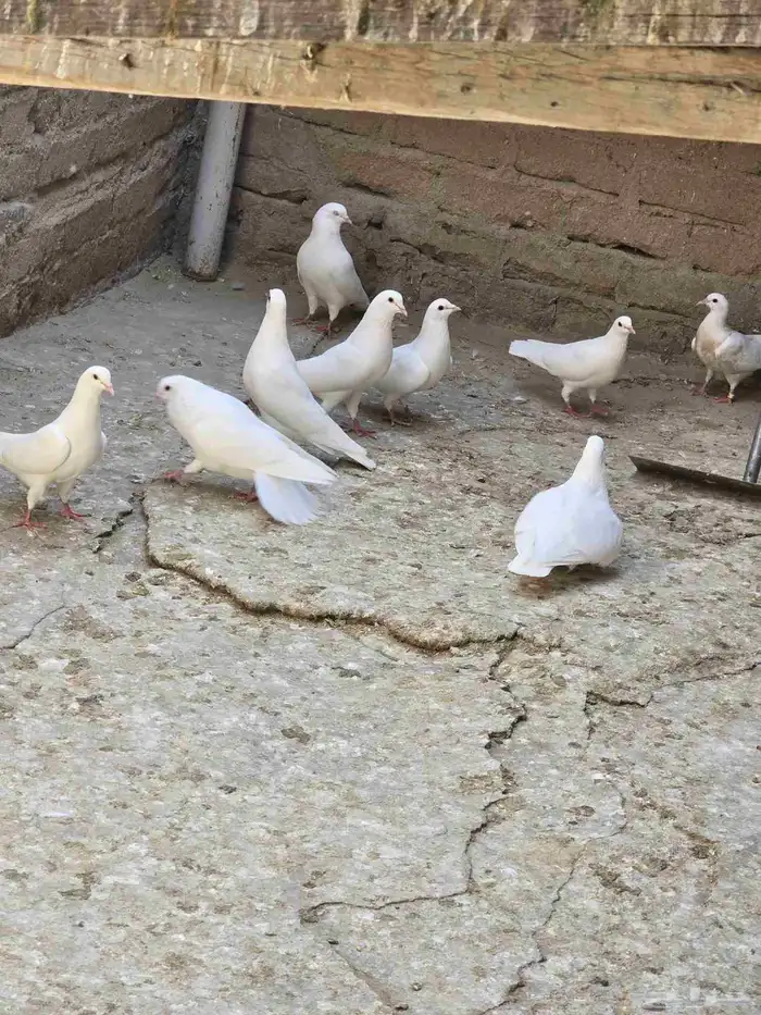 بيع حمام فرنسي 4