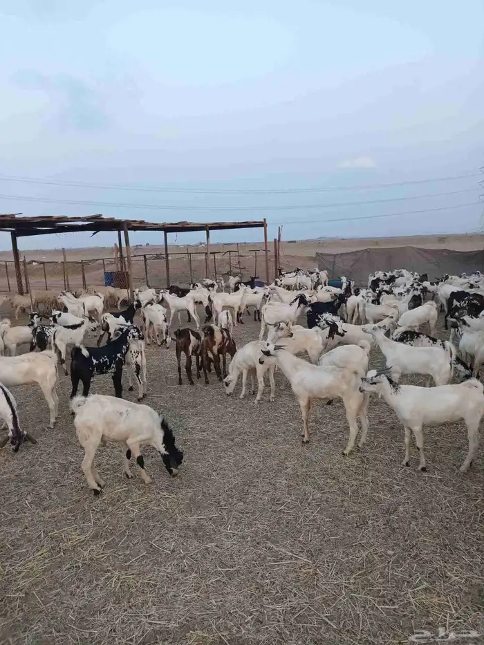 190 راس تيوس يمنيه مخاصي الحد من 770ريال 3