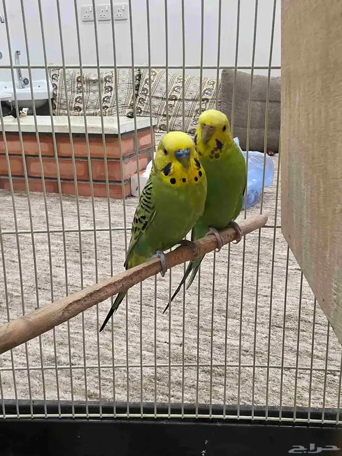 طيور الحب جاهزين للإنتاج 1