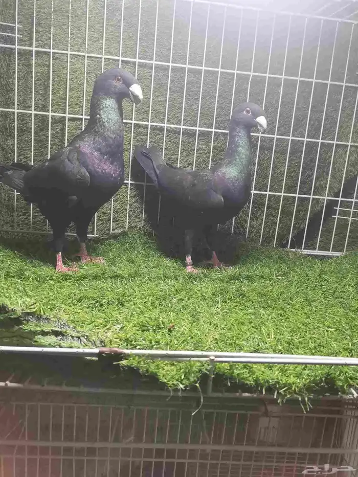 حمام زينه للبيع 13