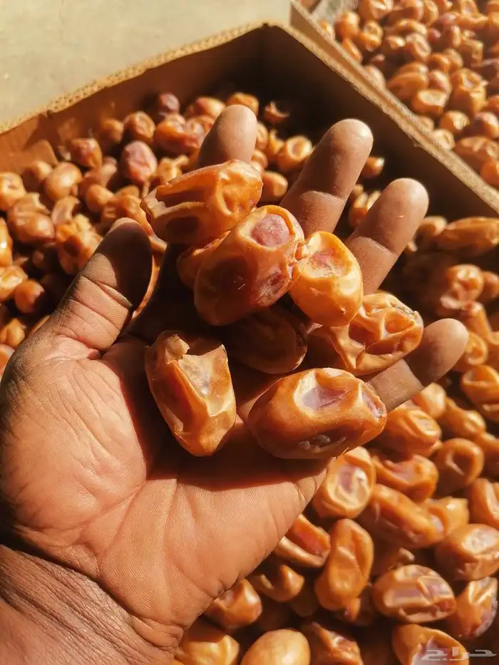 اخلاص جامبو نظيف مقما السومه 20 2