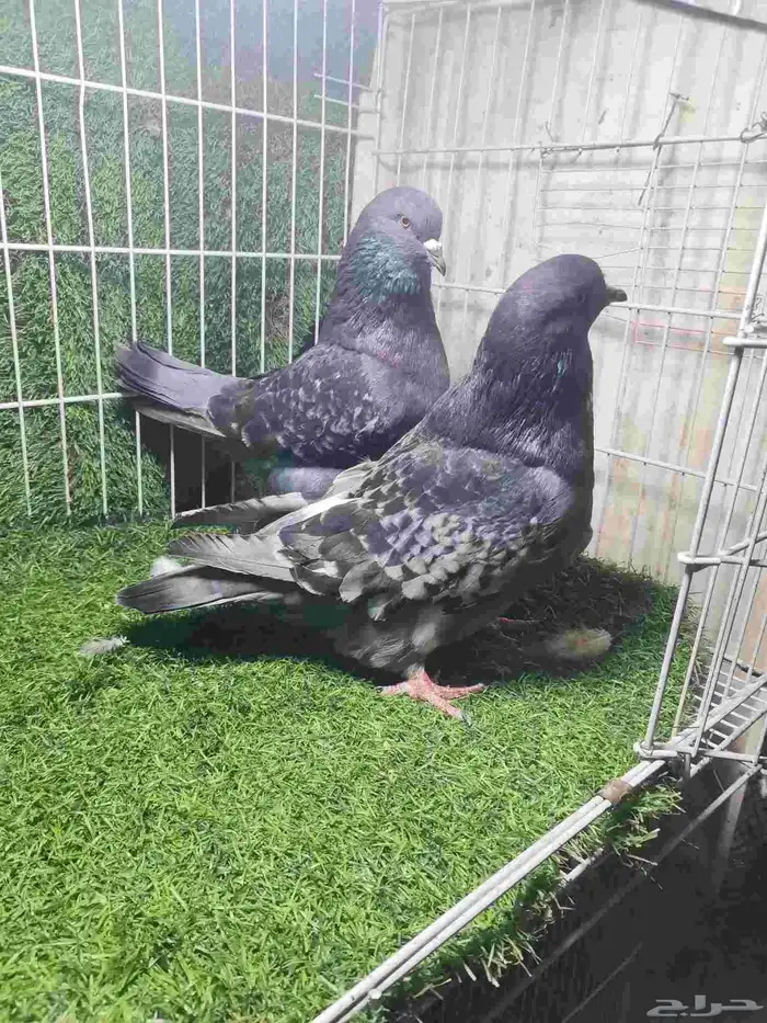 حمام زينه للبيع 10