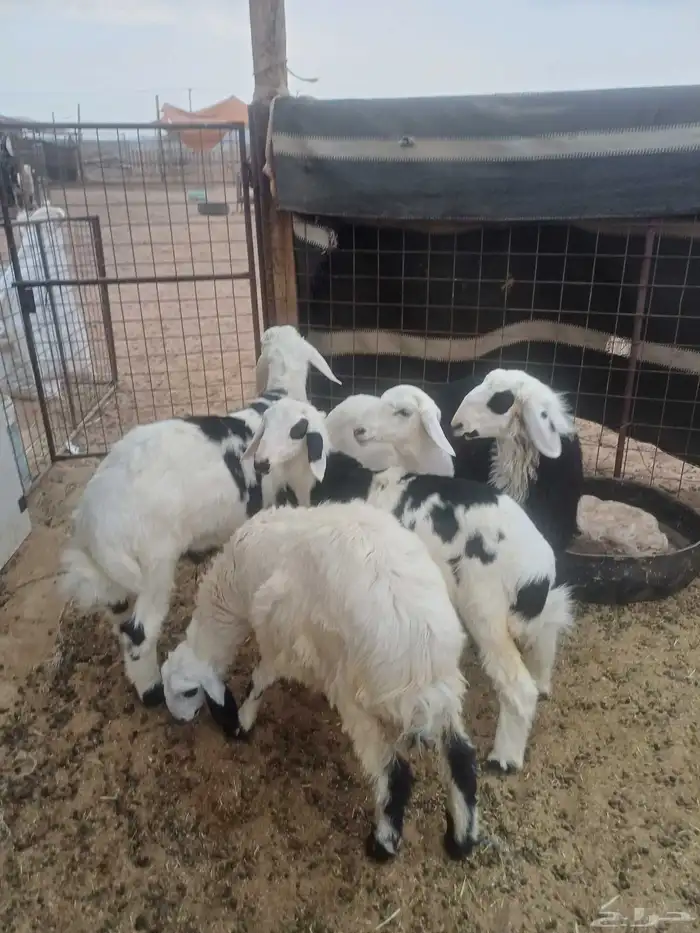 للبيع طليان 0