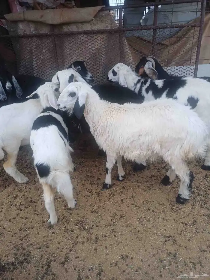 للبيع طليان 5