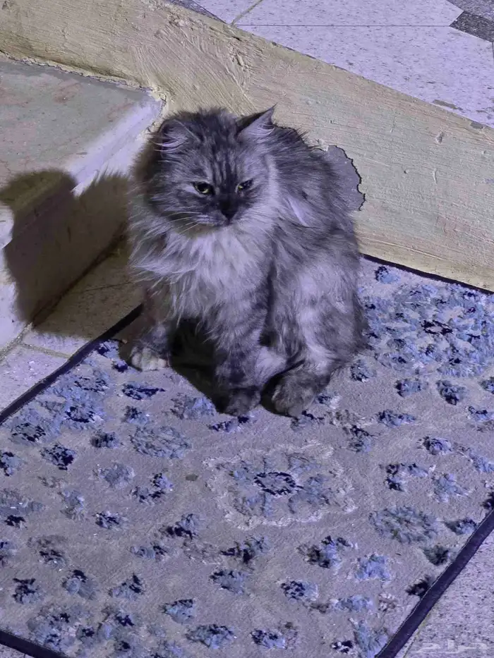 قطة شيرازي للتبني 0