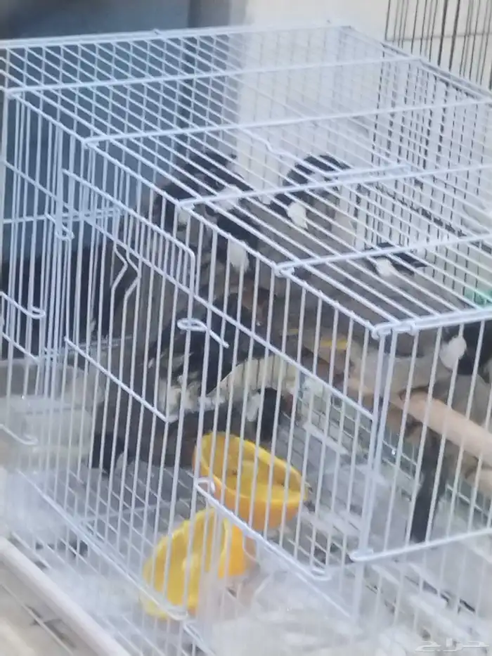 البيع بلبل حساوي صيد 0