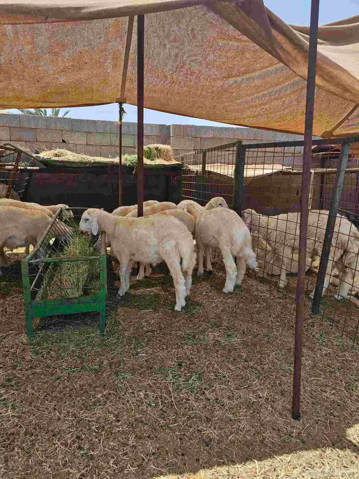 حري سواكني تيوس 4