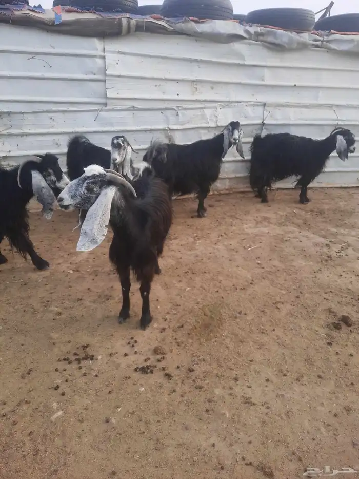 معزا العدد 16 الموليد6 معهن 9 الباقي دفيع 2