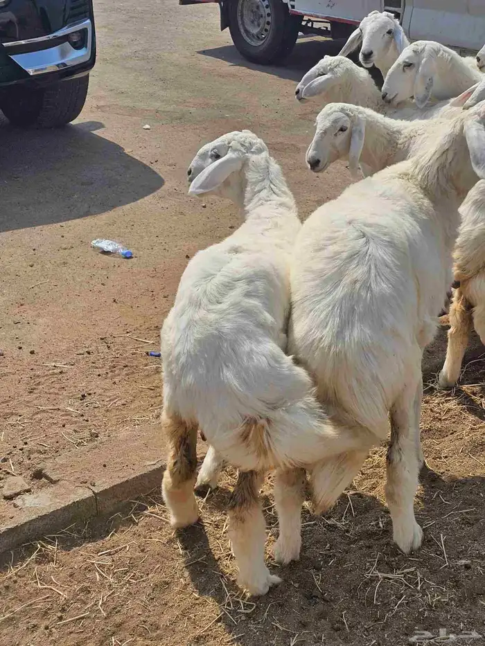 حري سواكني تيوس 2