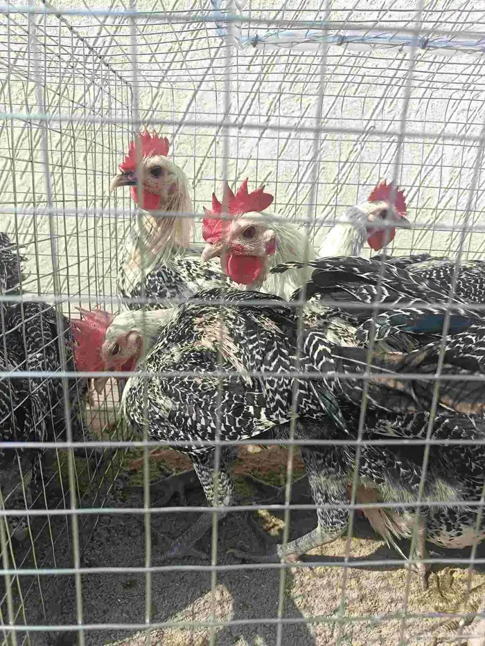 ديك ديوك فيومي شبابي 1