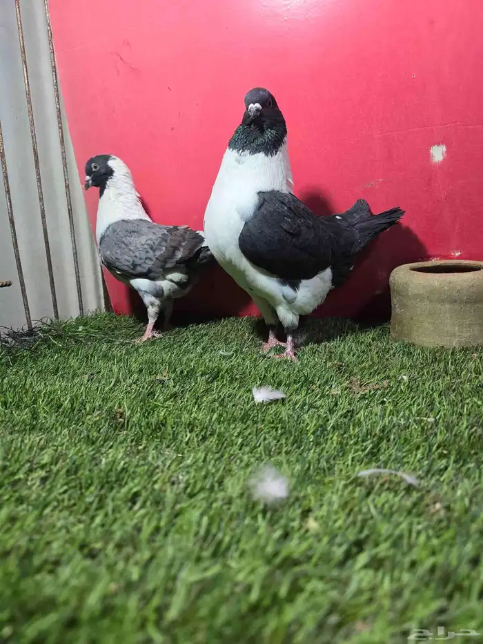 حمام زينه كنق دنش ايراني قلابي 2