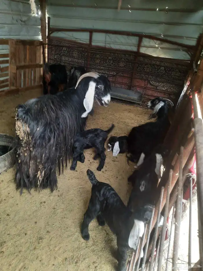 معزا العدد 16 الموليد6 معهن 9 الباقي دفيع 1