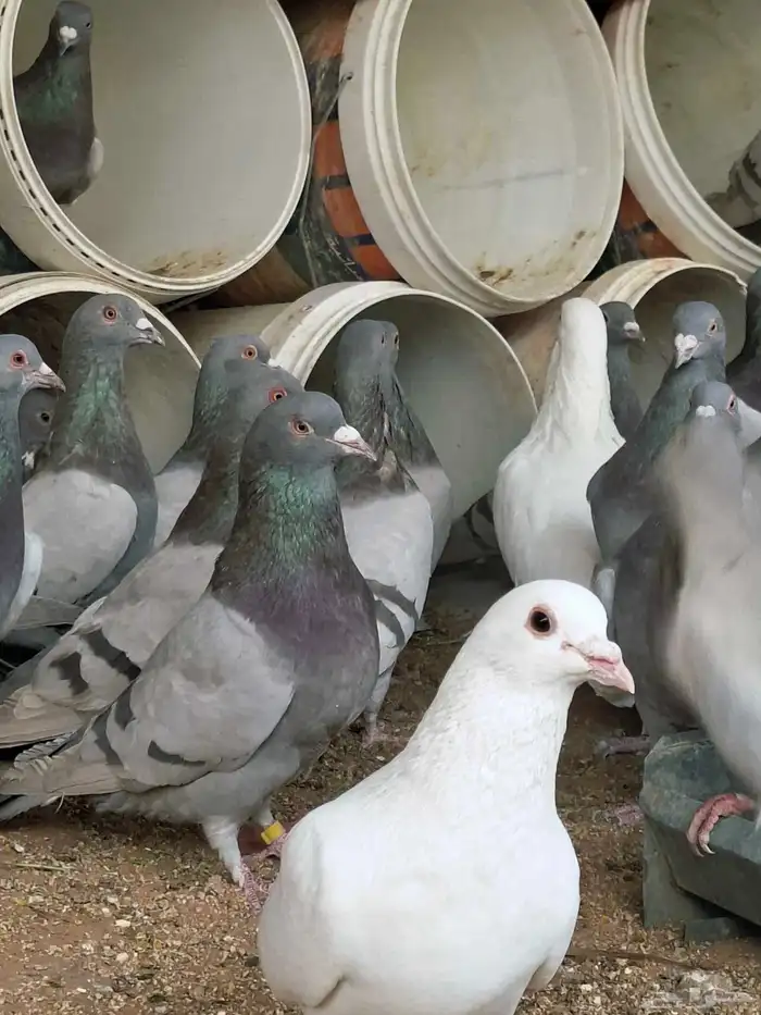 80 جوز فرنسي وسلفر مخلوطه وحجامه سوبر جامبو وشرط مفروز وجاهز 3