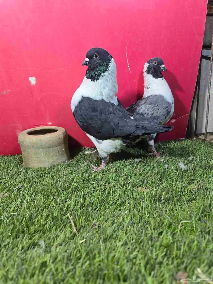 حمام زينه كنق دنش ايراني قلابي 1