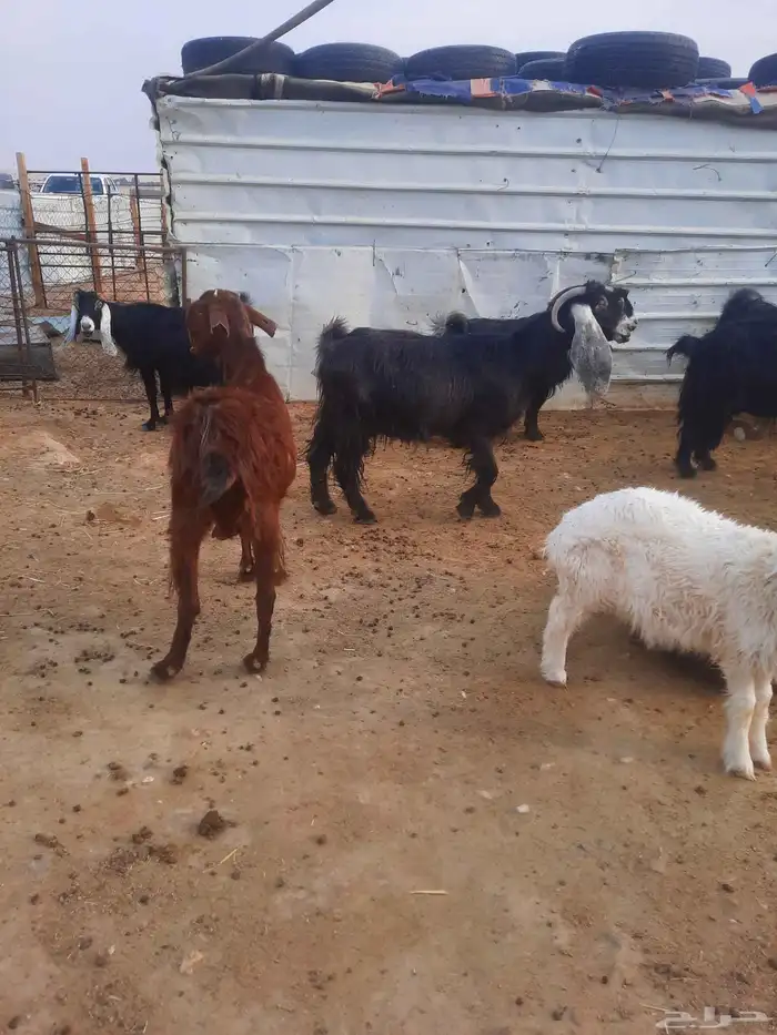 معزا العدد 16 الموليد6 معهن 9 الباقي دفيع 6