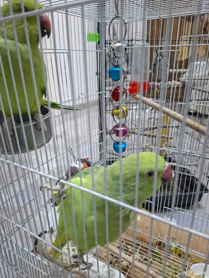 ببغاء الدرة 3