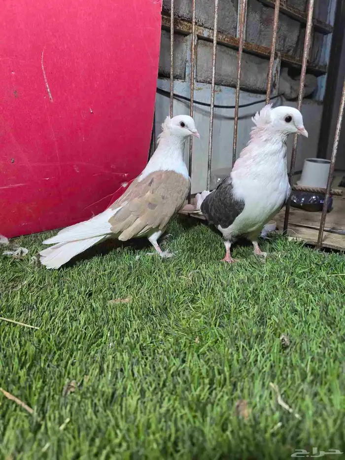 حمام زينه كنق دنش ايراني قلابي 8