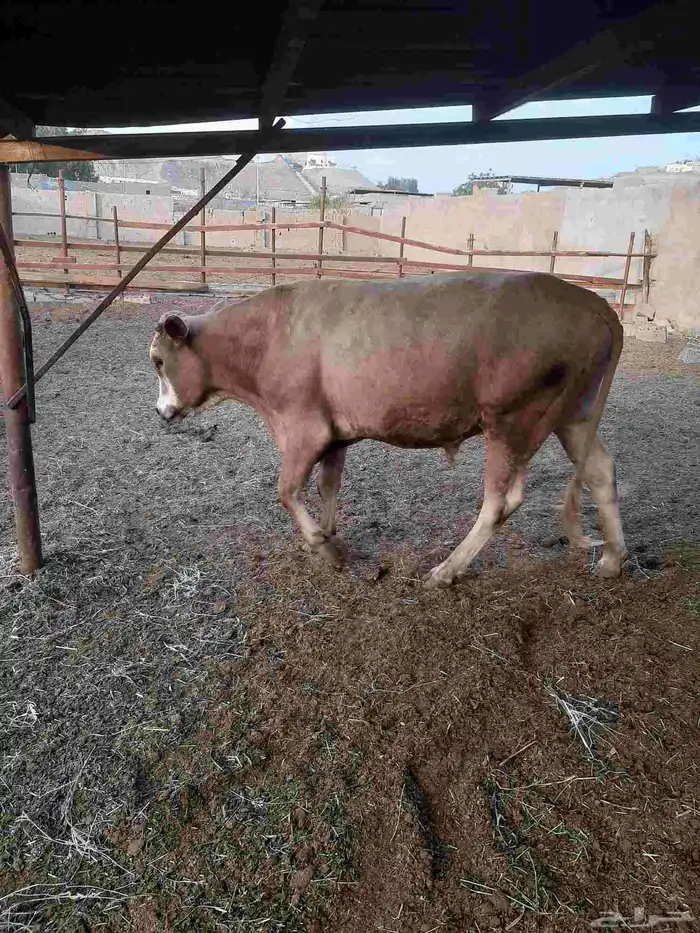 20 حسيل ألمانيات نظيفه من إنتاج المزرعه أعمارهم فوق السنه 0