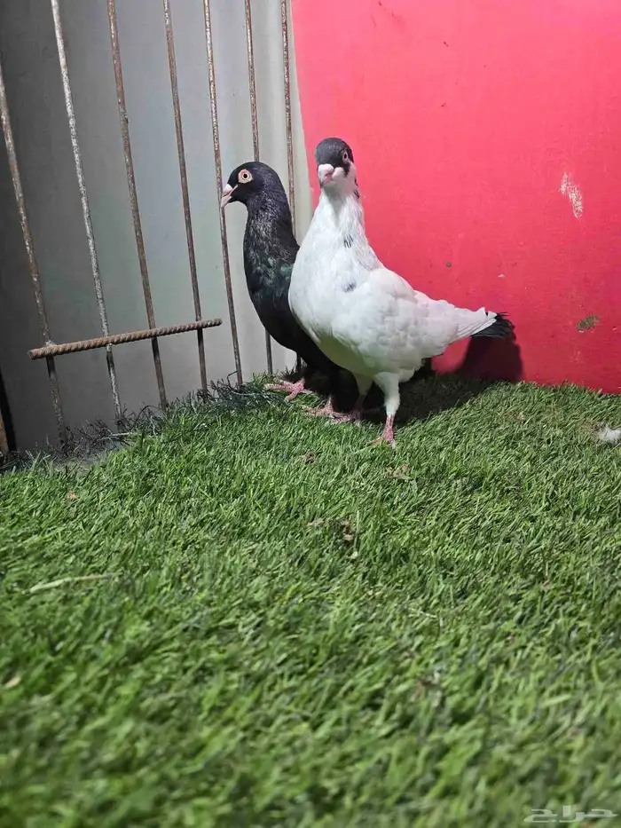 حمام زينه كنق دنش ايراني قلابي 3