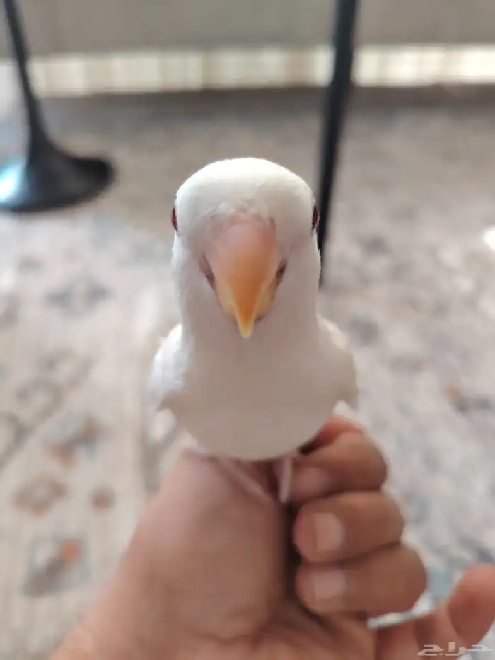 روز البنيو 0