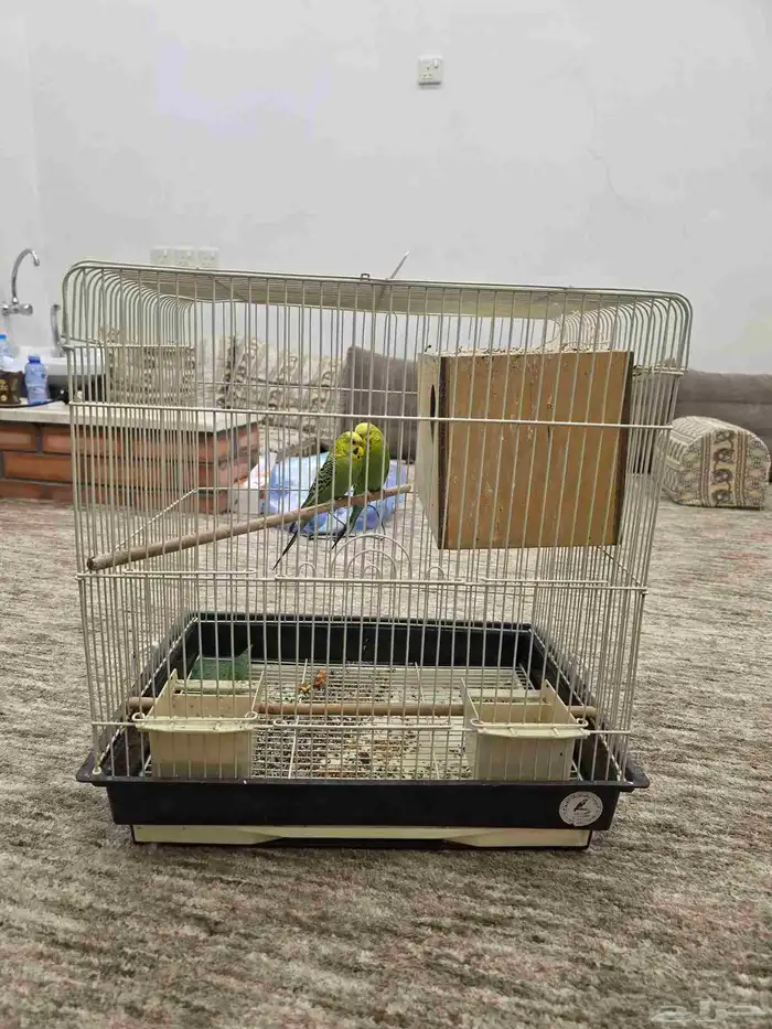 طيور الحب جاهزين للإنتاج 2