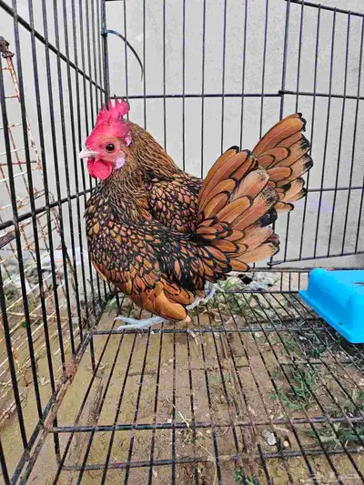 دجاج سبرايت index