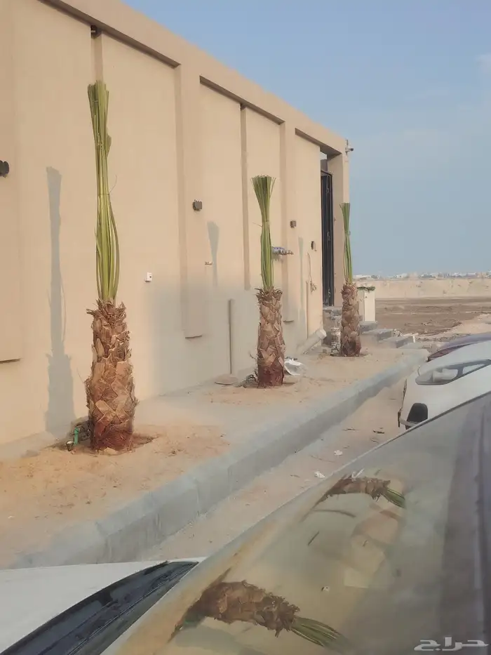 يوجد لدينا نخل عربي وشنطن للبيع 1