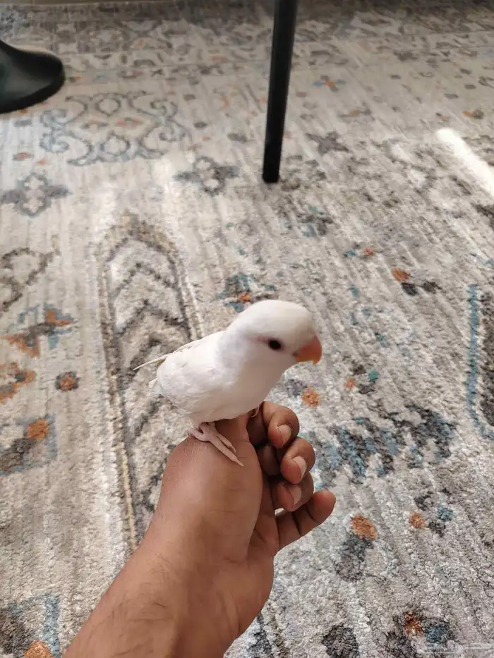 روز البنيو 2