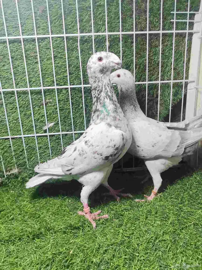 حمام زينه للبيع 21