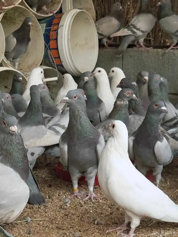 80 جوز فرنسي وسلفر مخلوطه وحجامه سوبر جامبو وشرط مفروز وجاهز 4