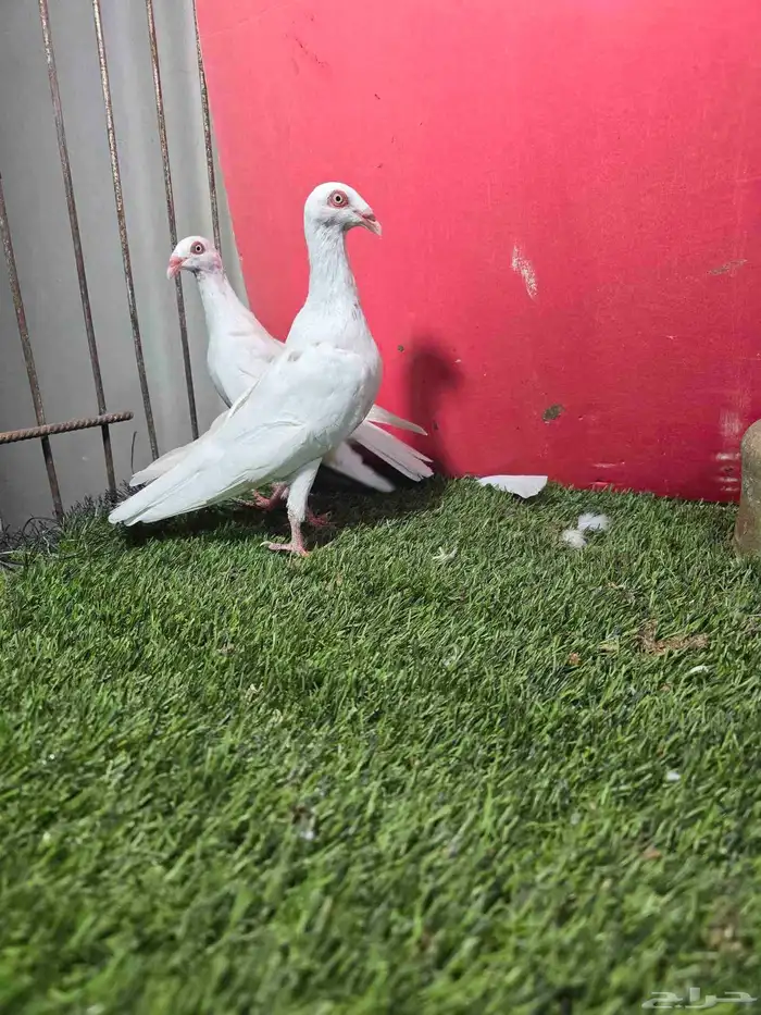 حمام زينه كنق دنش ايراني قلابي 9